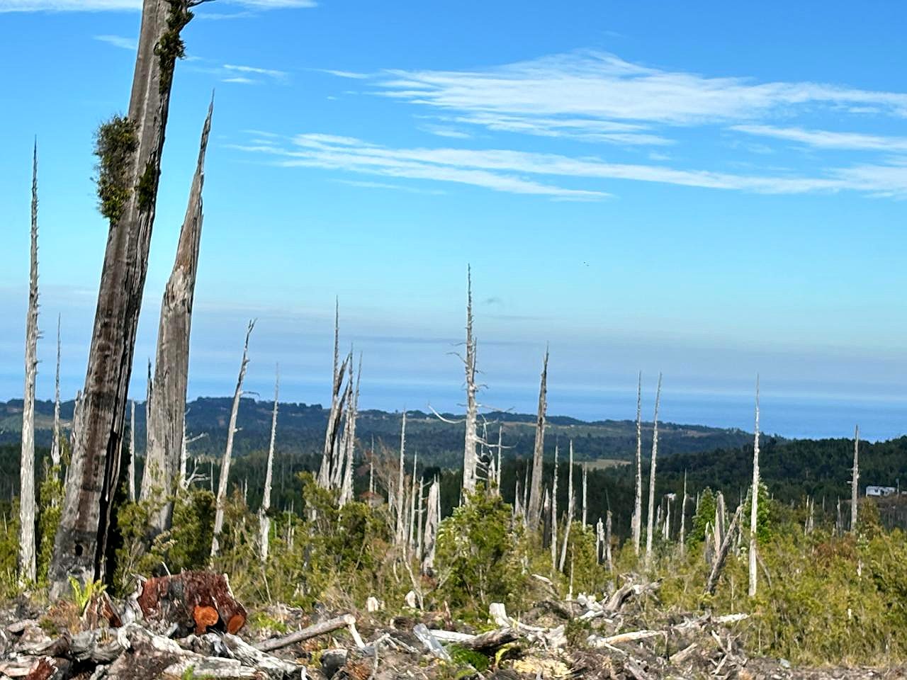 Troncos de alerce muerto con vista al mar