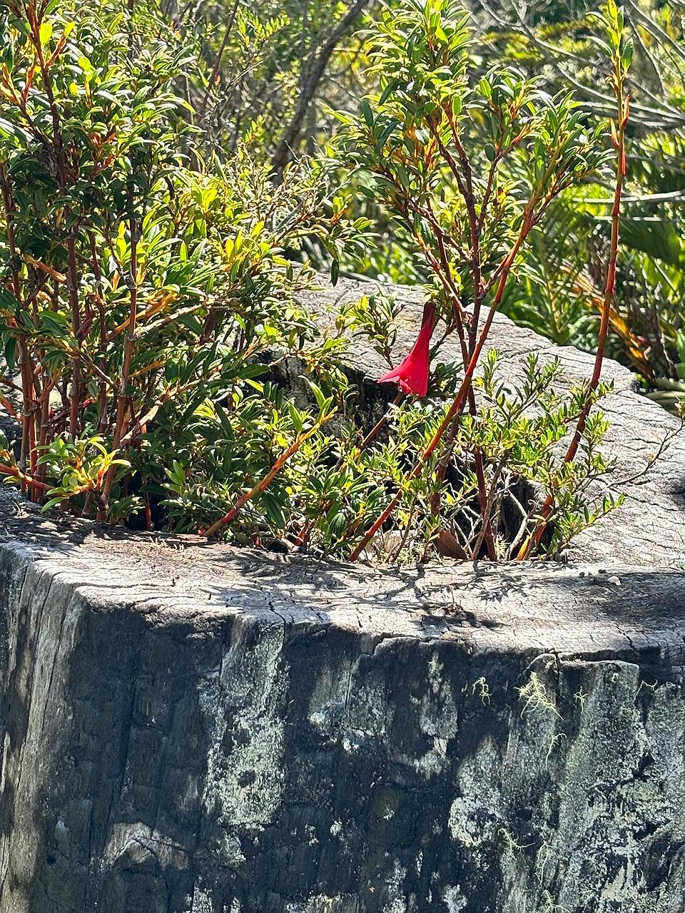 Copihue sobre tocón de alerce