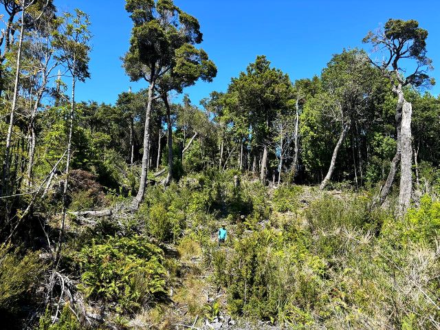 Lote Bosque